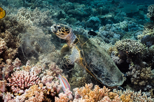 Hawksbill turtle (Eretmochelys imbricata) sitting on the reef eating coral