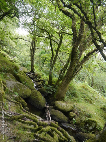 Green moss forests and small river