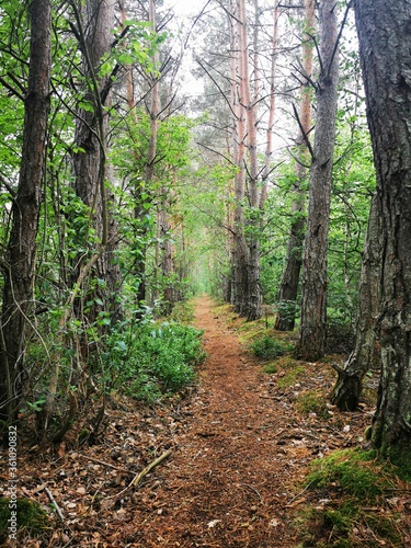 Fantastic forest paths through the nature reserve Pfrunger-Burgweiler Ried