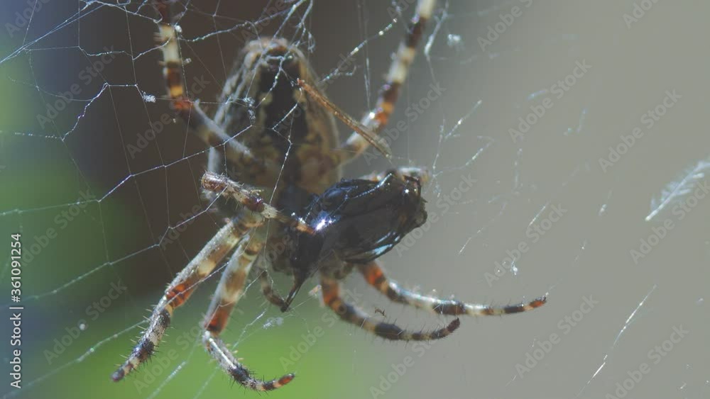 A close up of a spider. High quality footage. Macro