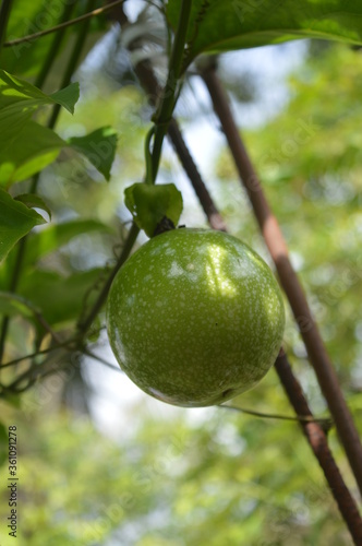passion fruit on tree