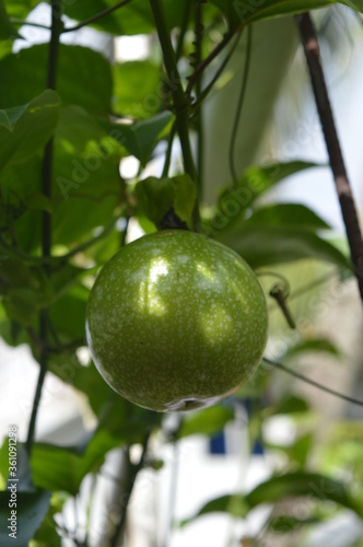 passion fruit on tree