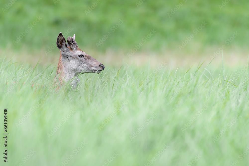 Young deer cross the meadow before dawn (Cervus elaphus) Young deer cross the meadow before dawn (Cervus elaphus)