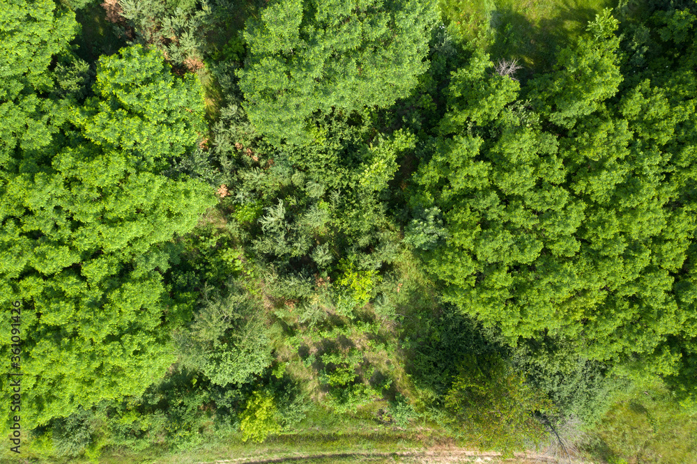 green forest, view from above green forest, view from above
