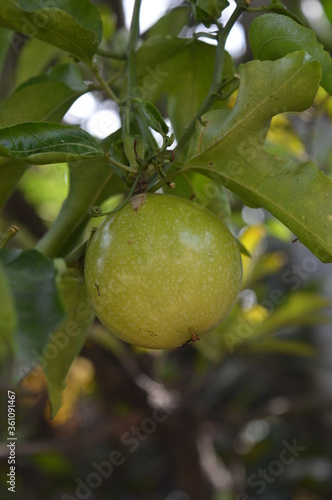 passion fruit on tree