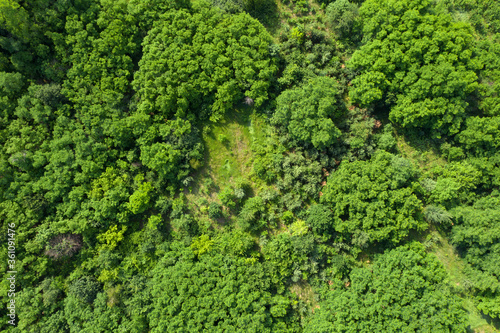 green forest, view from above © vadim_fl