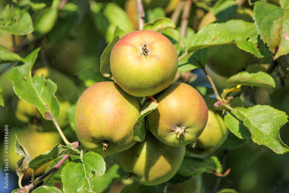 crabapple also European wild apple (in german Holzapfel also Wildapfel) Malus sylvestris