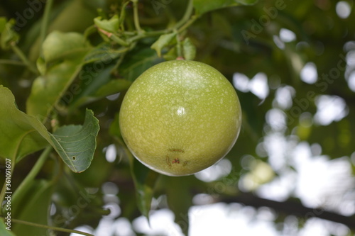 passion fruit on tree
