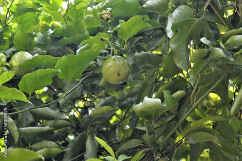 passion fruit on tree