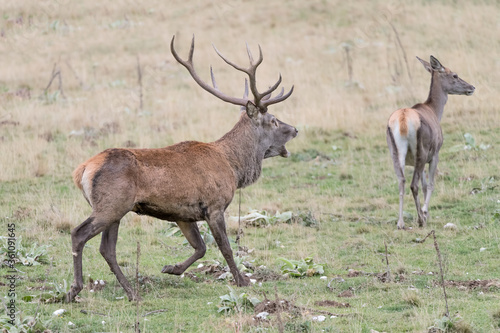Red deer male in rutting season (Cervus elaphus)