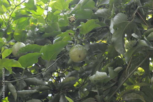 passion fruit on tree