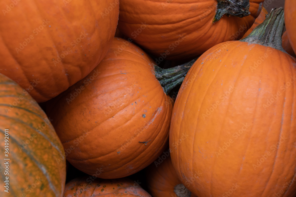 a bunch of large pumpkins a bunch of large pumpkins