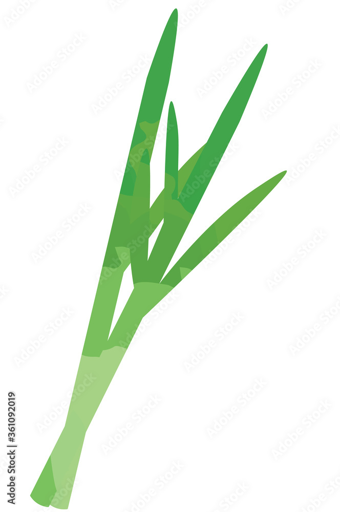 ニラのイラスト ニラのイラスト