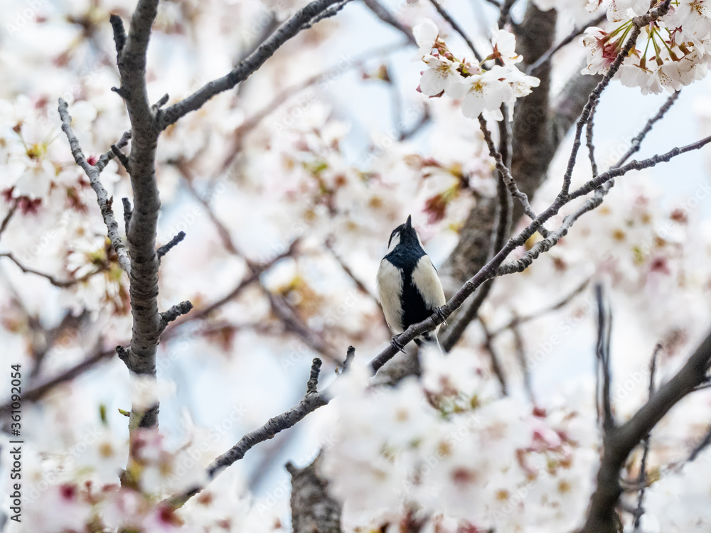 Japanese tit perched in blooming cherry blossoms 3 Japanese tit perched in blooming cherry blossoms 3