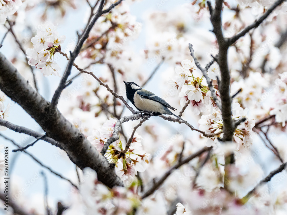 Japanese tit perched in blooming cherry blossoms 4 Japanese tit perched in blooming cherry blossoms 4