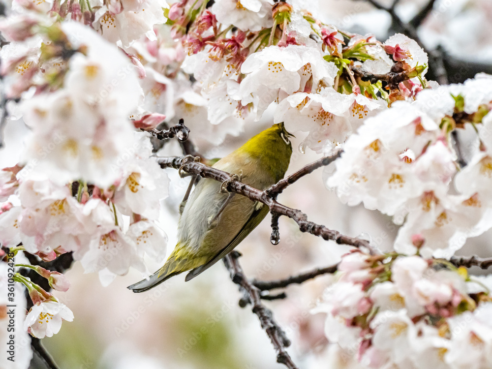 Fototapeta premium Japanese white-eye in snowy cherry blossoms 2