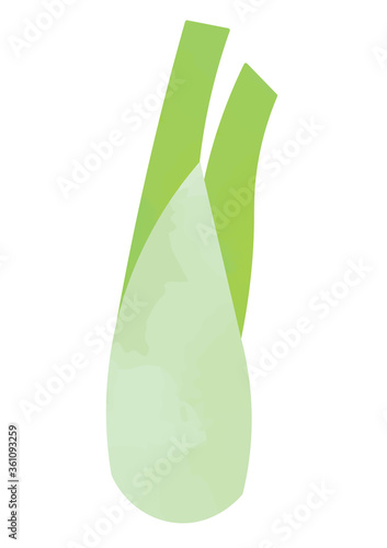 マコモのイラスト
