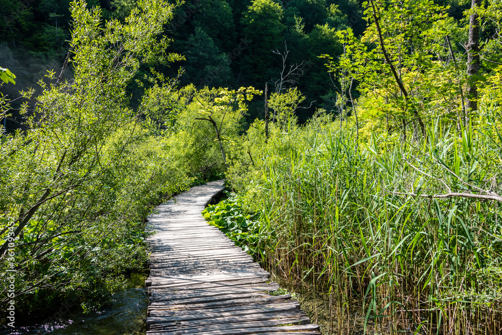 Obraz premium Wooden trail