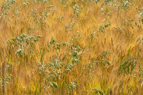 Ripe cornfield, a mix of ba...