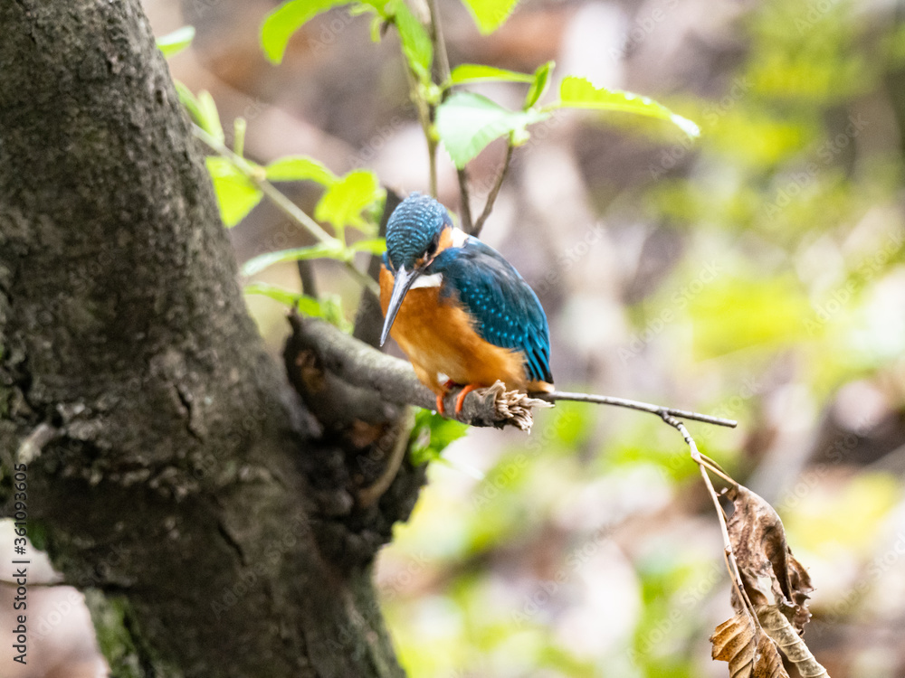 common kingfisher on a tree in spring 7 common kingfisher on a tree in spring 7