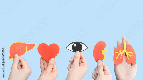 Organ donation and transplantation concept. Human hands holding liver, heart, eye, kidney and lung symbol made from paper on light blue background. Health care and medical. Copy space.