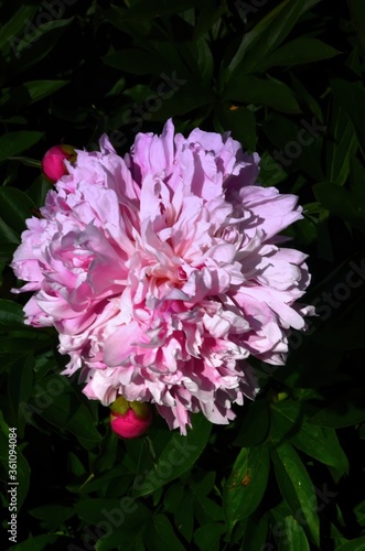 Pink flower peonies flowering in the garden  sunny summer day