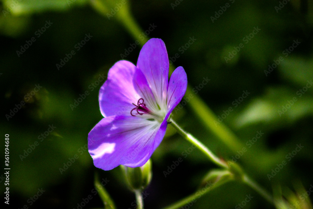 blue and purple flower blue and purple flower