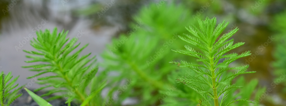Close up shot of the Myriophyllum aquaticum plant Close up shot of the Myriophyllum aquaticum plant