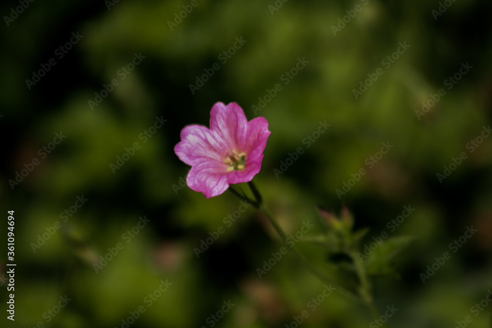 Fototapeta premium pink flower