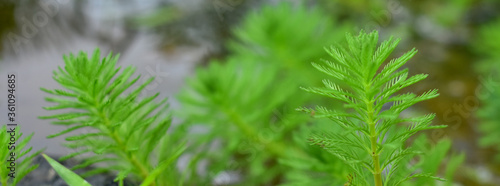 Close up shot of the Myriophyllum aquaticum plant