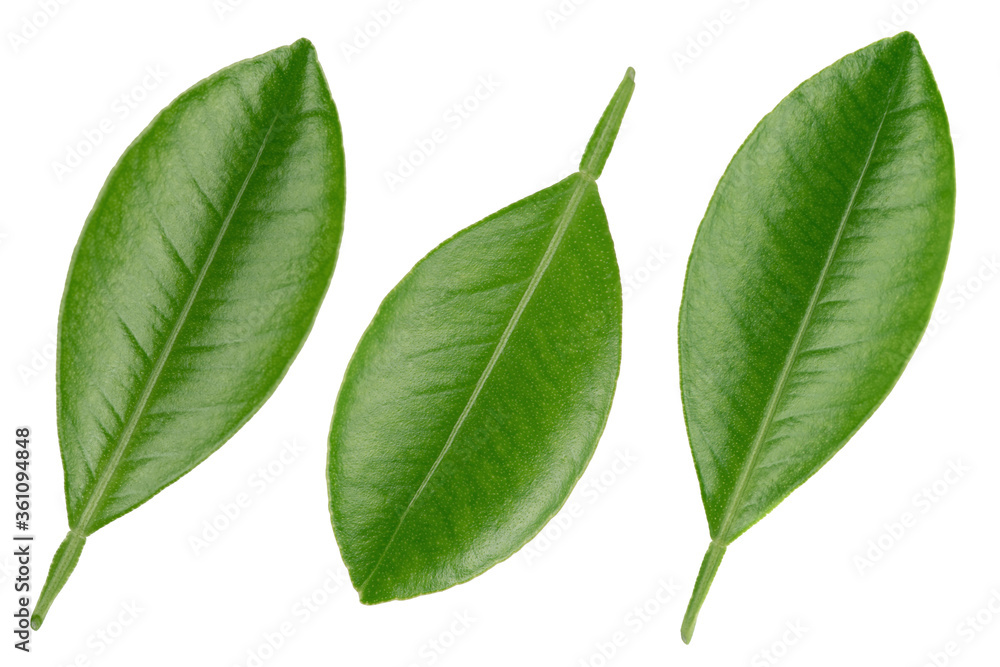 Citrus
leaves isolated on white background Citrus
leaves isolated on white background