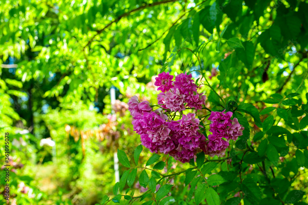 Selective focus of of blooming bright pink wild roses - dog rose, rosa canina, rosehip flower - and green leaves under clear blue sky in sunny day, blurred image, selective focus Selective focus of of blooming bright pink wild roses - dog rose, rosa canina, rosehip flower - and green leaves under clear blue sky in sunny day, blurred image, selective focus