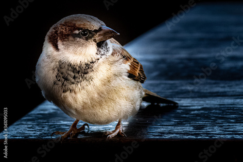 Canvastavla a small sparrow standing on a table