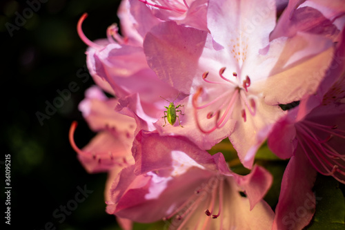 insekt chrząszcz robak zielony na kwiatach różowe w ogrodzie egzotyka błyszczące makro naliściak srebrniak