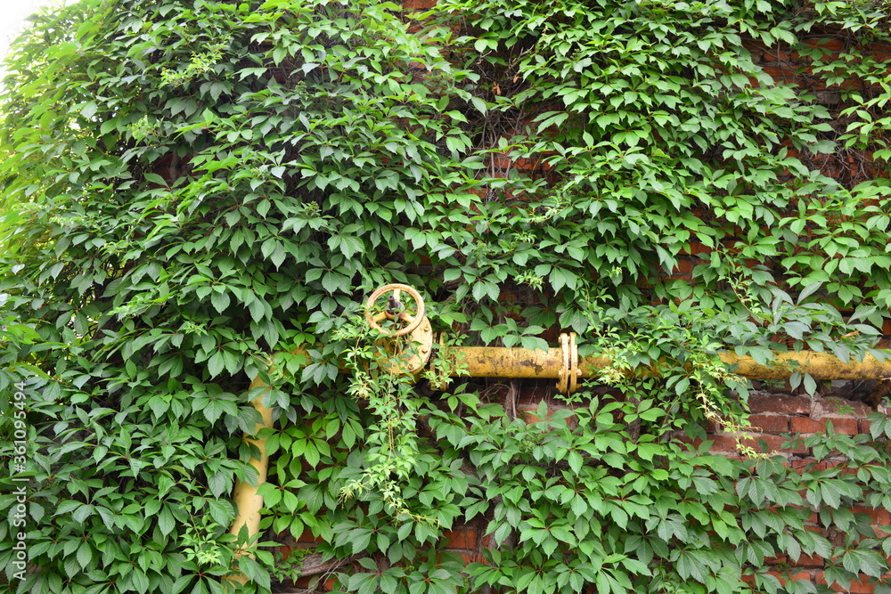 gas pipe valve on the background of the wall of the house overgrown with wild grapes. gas connection to the house