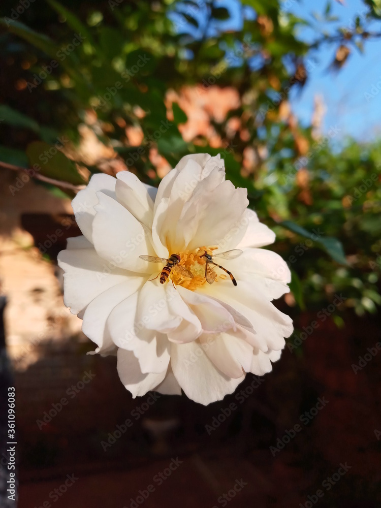 Obraz premium apple tree blossom