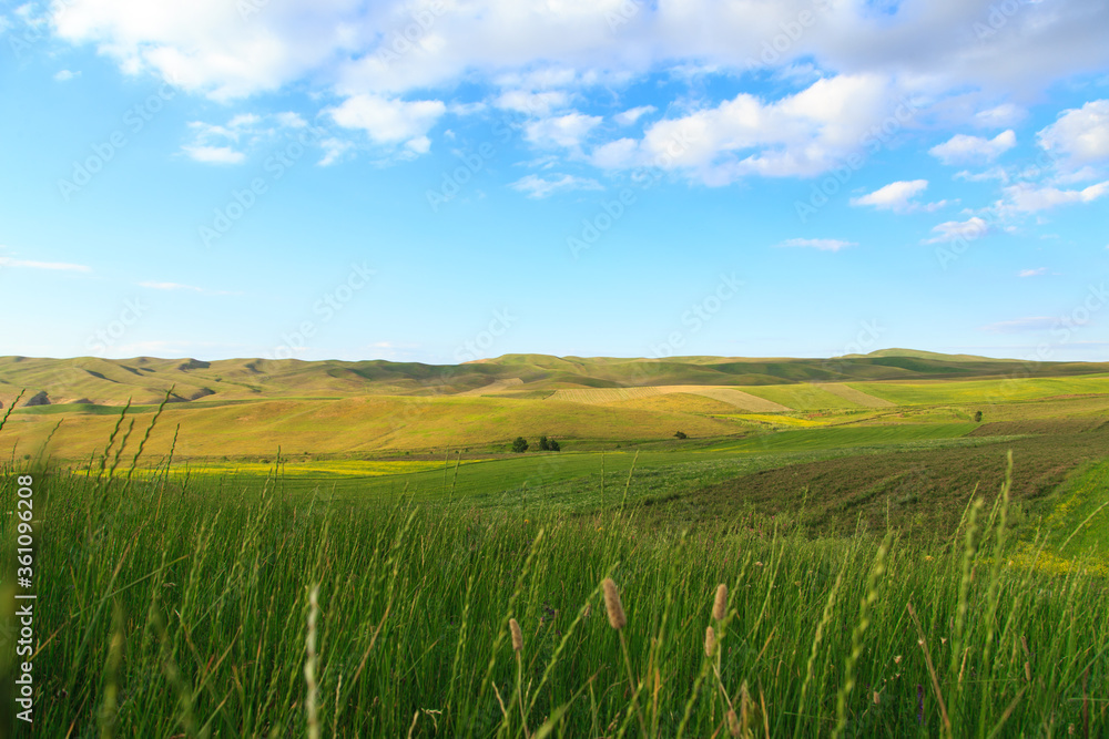 Fototapeta premium Beautiful spring and summer landscape. Lush green hills. Spring blooming herbs.