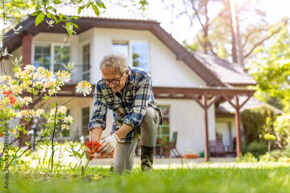 Mature man working in the garden
Mature man working in the garden