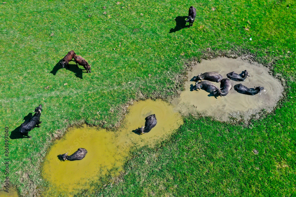 Buffaloes in water hole next to the lake Kerkini in Northern Greece
