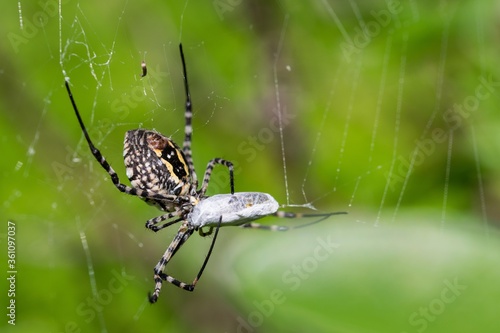 Banded Argiope Spider (Argiope trifasciata) on its web about to eat its prey, a fly meal photo