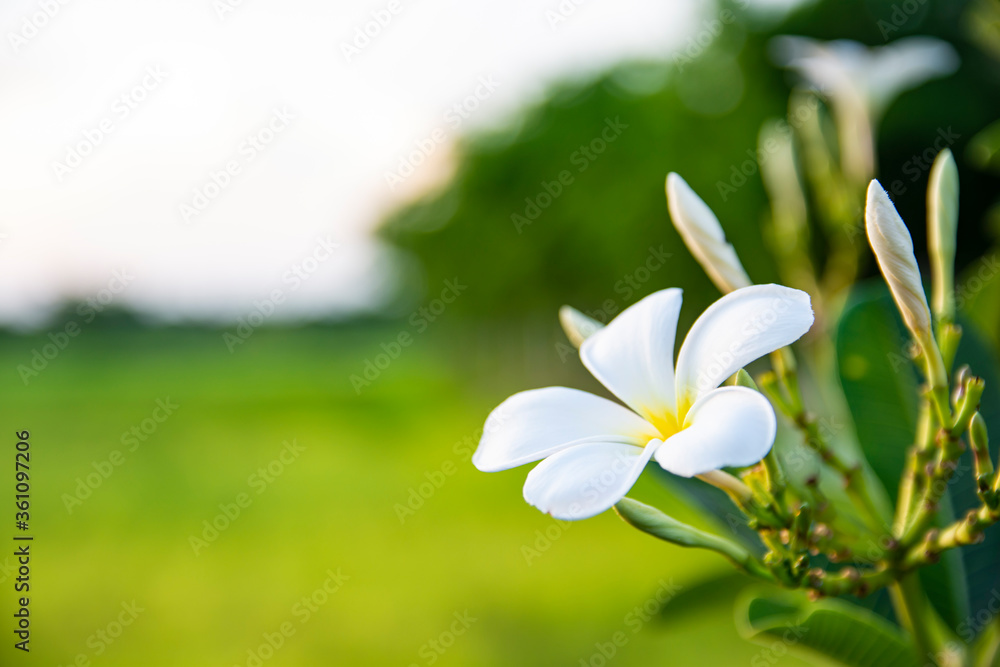 Plumeria flower in the garden at the morning time. Frangipani flower blooming on tree. Spa flower. Plumeria flower in the garden at the morning time. Frangipani flower blooming on tree. Spa flower.
