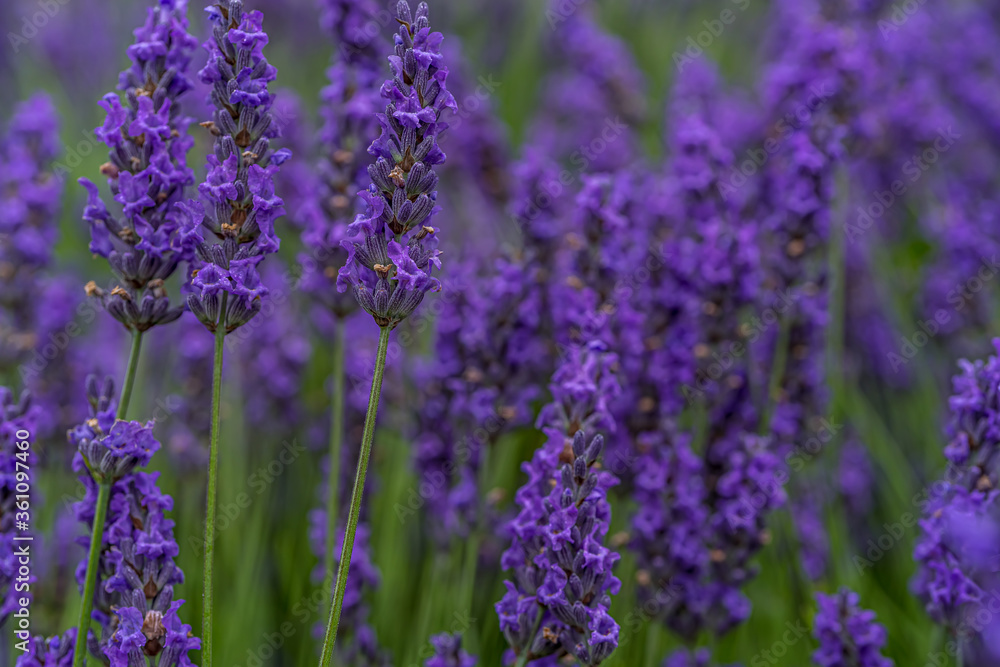 Naklejka premium Lavender closeup on green rustic nature background. High quality photo