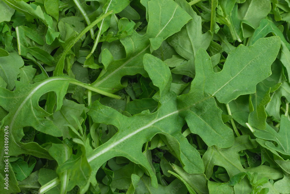 Fresh leaves of arugula. Fresh leaves of arugula.