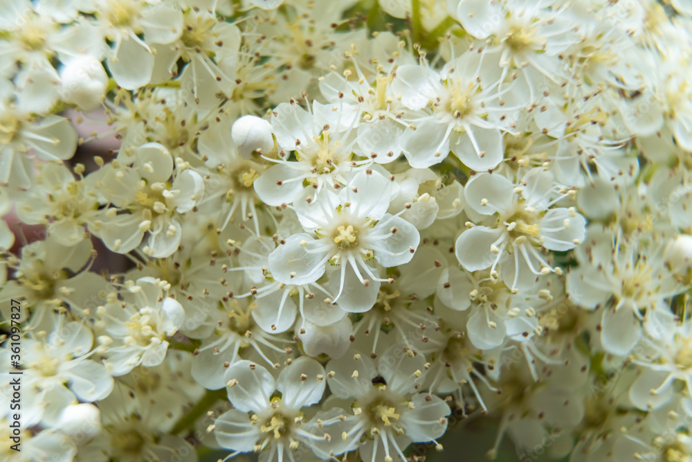 Bright white Rowan flowers bloomed with the onset of the warm season in June. Bright white Rowan flowers bloomed with the onset of the warm season in June.