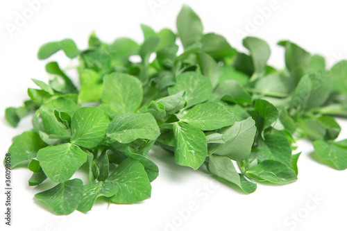 Pea microgreen on a white isolated background. Copy space. Macro shot. Proper nutrition.