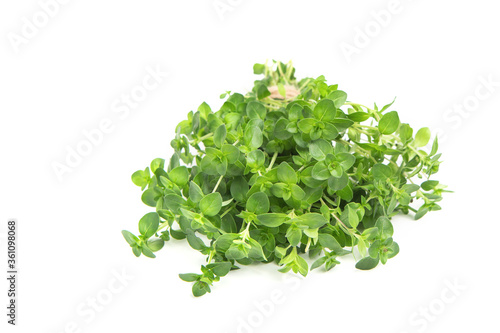 A bunch of thyme on a white isolated background. Copy space. Seasoning.