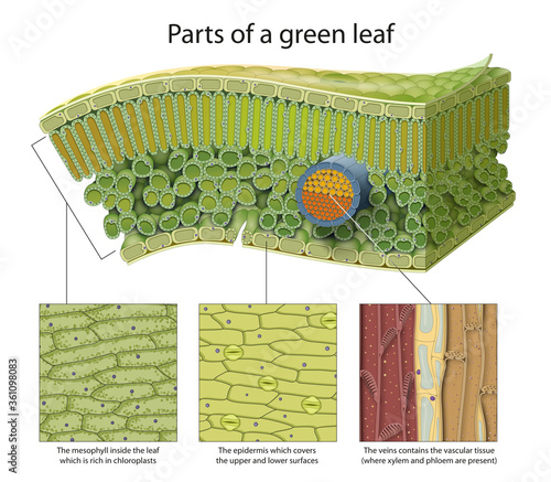 Parts of a green leaf. Epidermis, mesophyll, veins. photo