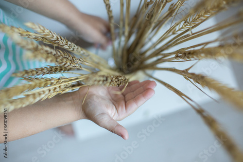 Spikelets of wheat stand in a vase. Children's hand touches dried grass from the field. Rye in a glass. Image with selective focus. photo