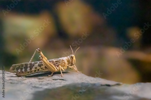 closeup view of a giant locust