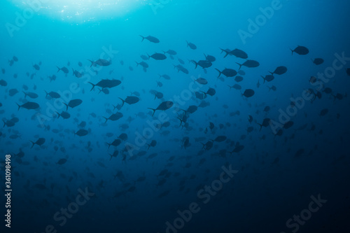 Photography Silhouettes of a school of fish swimming in the blue water with the sun shining